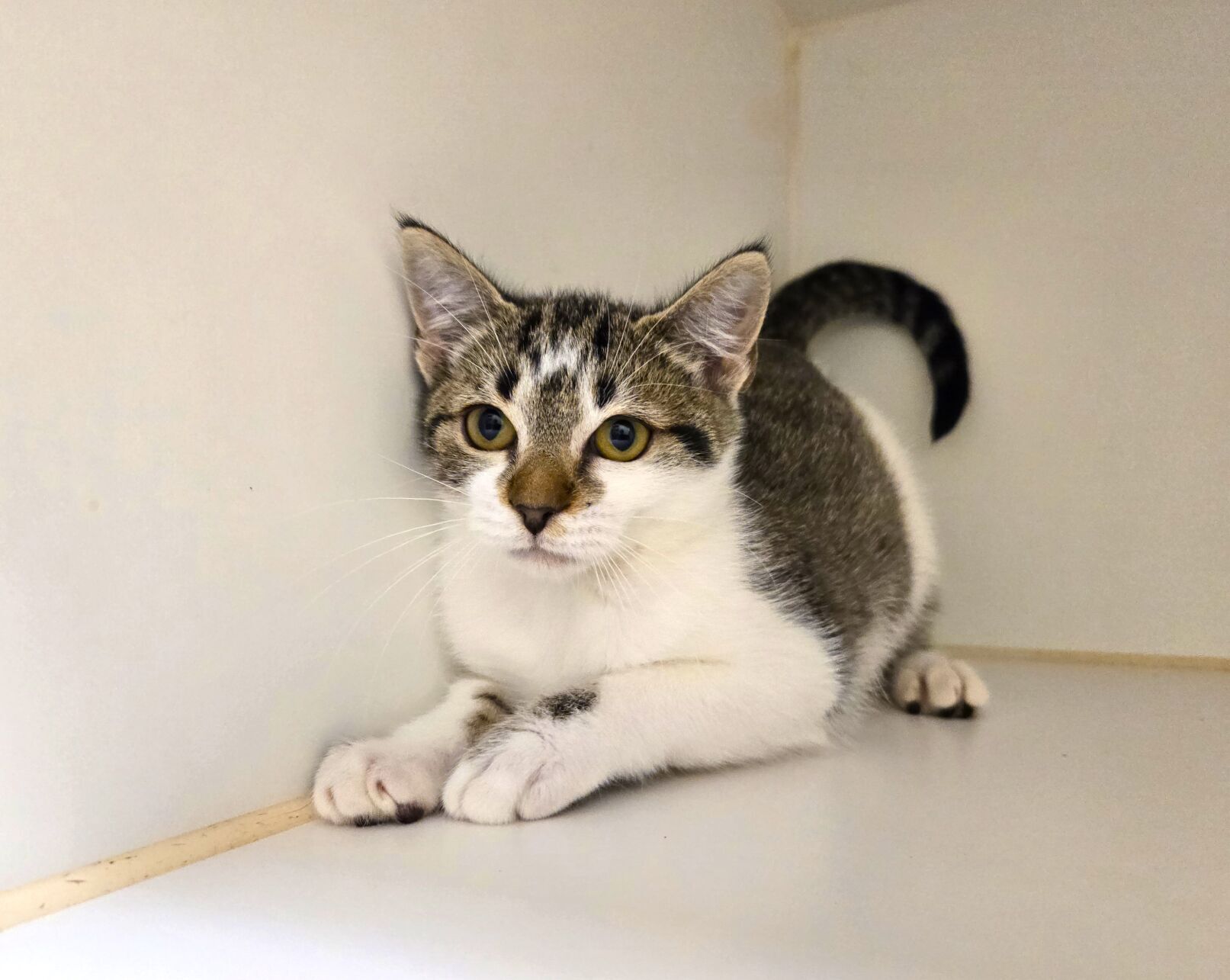 Galveston County Animal Resource Center pets of the week